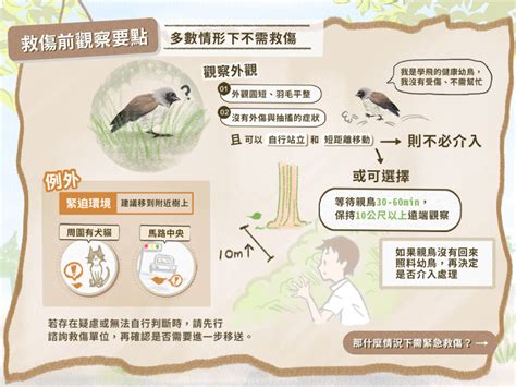 小鳥死了怎麼辦|全國野鳥救傷諮詢&政府單位通訊錄 